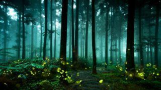Fantastic fireflies and where to find them in Maharashtra Fantastic fireflies and where to find them in Maharashtra