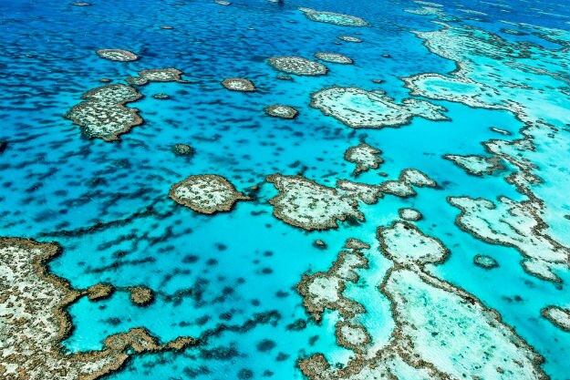 Great Barrier Reef Shows Signs of Improvement Thanks to Coral Fertility ...