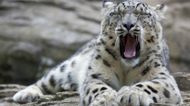Snow Leopards in India: Here are 5 National Parks in India Where You Can  Spot the Rare Mountain Cat 