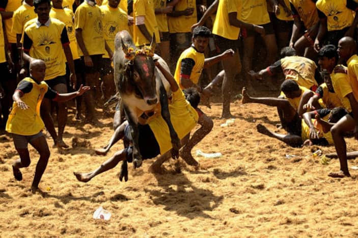 Tamil Nadu: Alanganallur Jallikattu Event Rescheduled, To Be Held On January 17 | Deets Inside