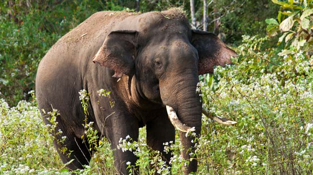 Bangalore to Kaundinya Wildlife Sanctuary: How to reach Kaundinya ...