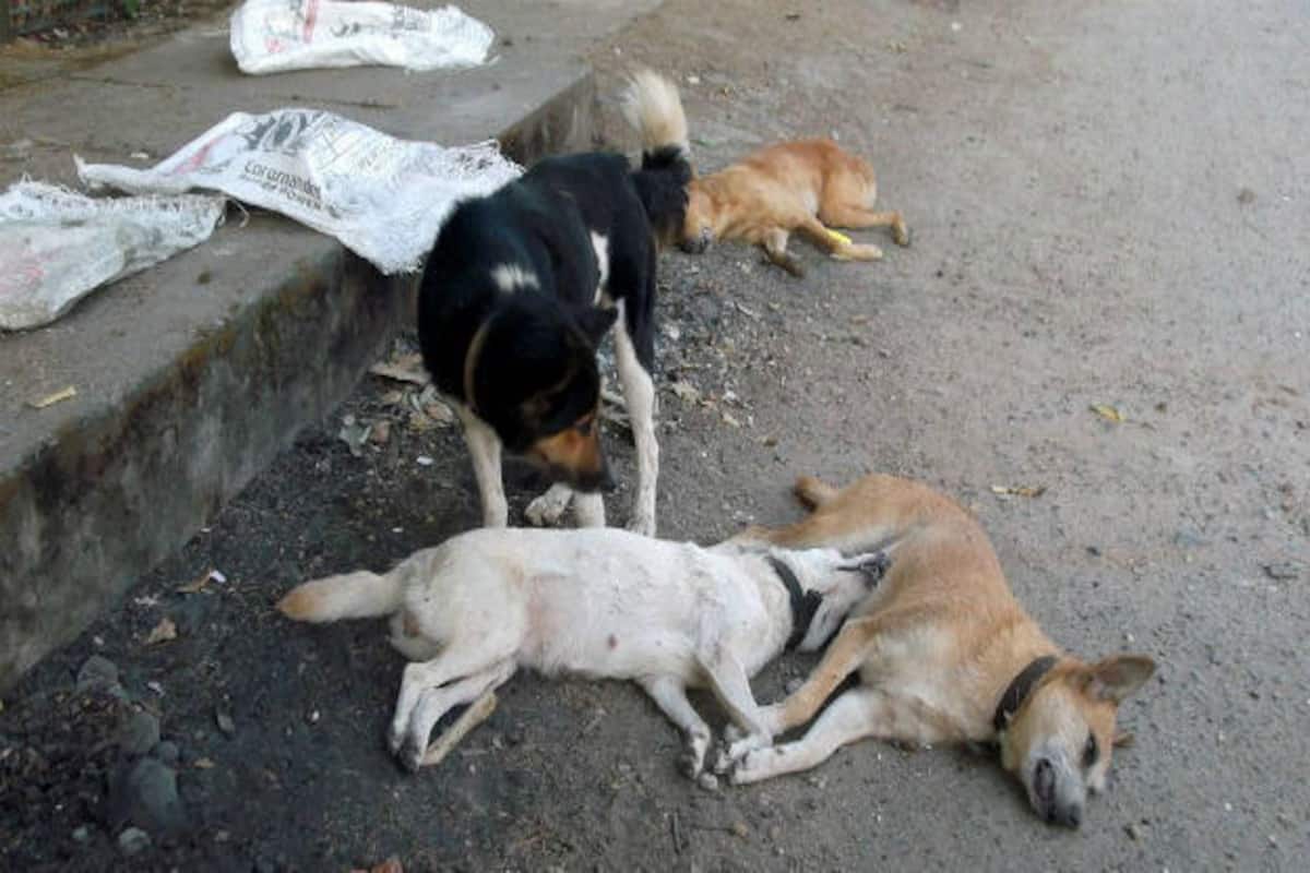 Will Kerala Tourism be affected if God's Own Country turns into a Dog's Hell? Will Kerala Tourism be affected if God's Own Country turns into a Dog's Hell?