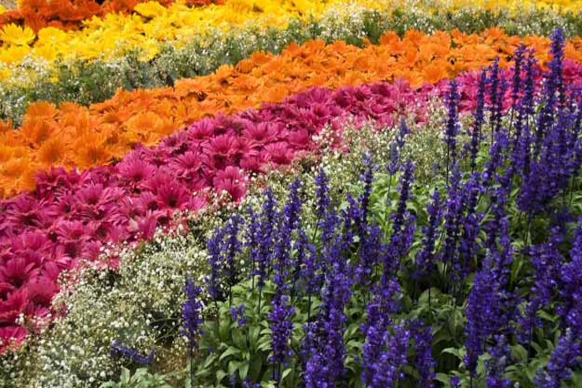 10 Fabulous Flower Shows In India You Must Not Miss India Com