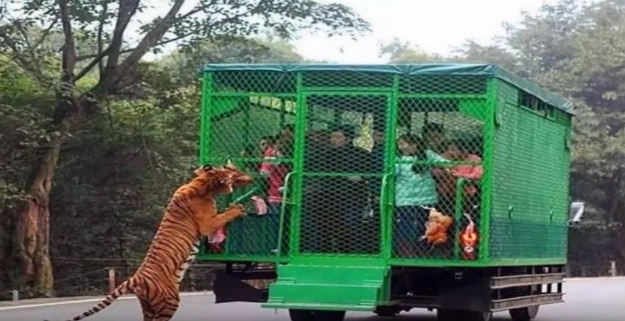 Travel Articles | Travel Blogs | Travel News & Information | Travel Guide |   zoo in China locks humans in a cage and let the animals roam  free! 