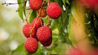 Try these lip-smacking Lychee desserts in Bangalore this monsoon Try these lip-smacking Lychee desserts in Bangalore this monsoon