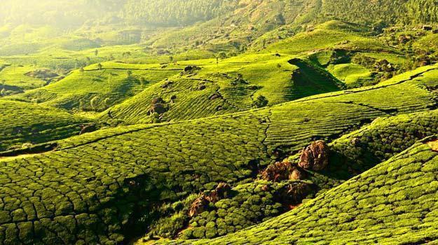 Mumbai To Kerala Distance By Road Mumbai To Munnar – How To Reach From Mumbai To Munnar By Road, Train, And  Flight | India.com