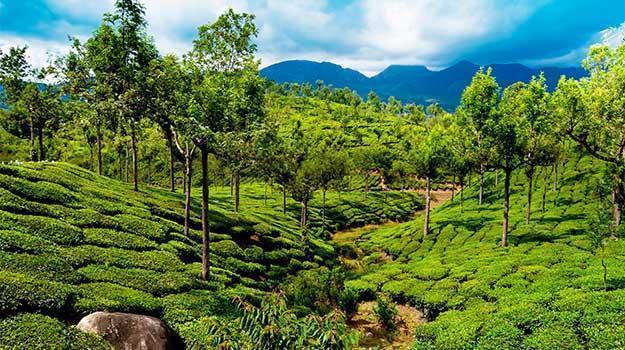 4,200+ Munnar Tea Plantation Stock Photos, Pictures & Royalty-Free Images -  iStock