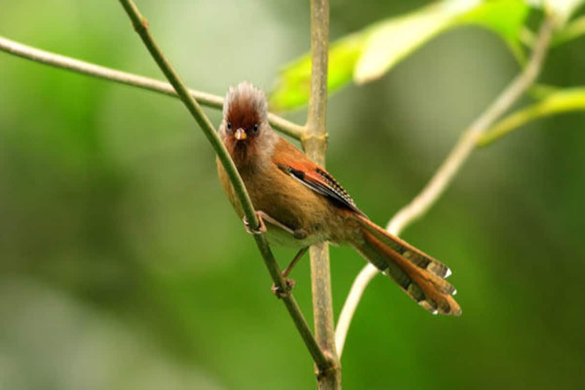 How to reach Namdapha National Park How to reach Namdapha National Park