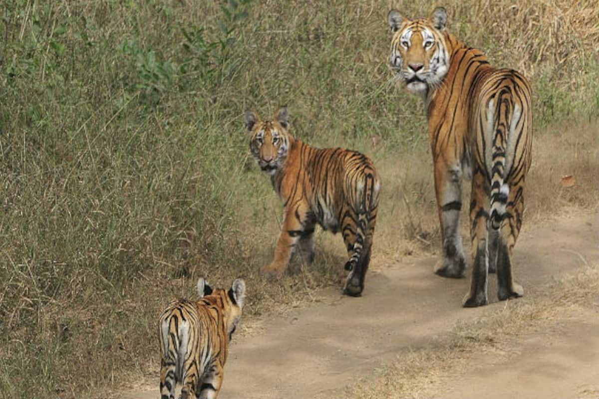 Travel Articles | Travel Blogs | Travel News & Information | Travel Guide |   National Park wildlife safari: Here are 5 reasons why you  must visit Pench Tiger Reserve this summer 