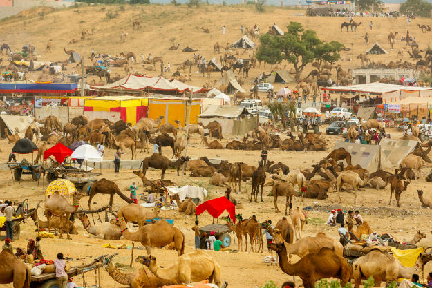 Pushkar Fair 2017 is Underway and it is Awesome as Always! 