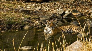 Have you visited Ranthambore National Park? You should! Have you visited Ranthambore National Park? You should!