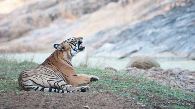 Travel Articles | Travel Blogs | Travel News & Information | Travel Guide |   Tiger Day 2016: How many tigers are left in India? |  