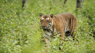 Here’s What is Threatening Wildlife in Top Asian Countries Here’s What is Threatening Wildlife in Top Asian Countries