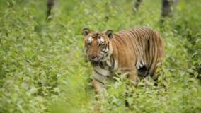 Three Tigers Spotted in Neora Valley National Park, West Bengal