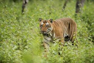 Three Tigers Spotted in Neora Valley National Park, West Bengal