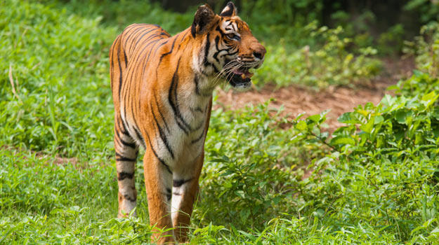 Sundarban Tourism