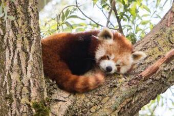Singalila National Park in India Lifts Ban on Tourists Coming for Red Pandas Singalila National Park in India Lifts Ban on Tourists Coming for Red Pandas