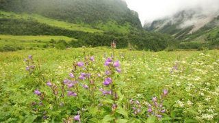 Dehradun to Valley of Flowers: How to reach Valley of Flowers from Dehradun by road Dehradun to Valley of Flowers: How to reach Valley of Flowers from Dehradun by road