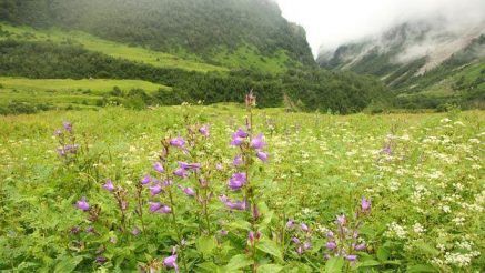 Road Trip: Here’s How You Can Reach Valley of Flowers From Dehradun by Road
