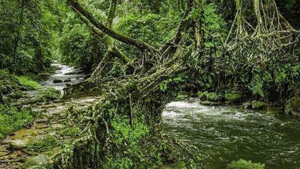 Here’s How You Can Reach The Living Root Bridges in Meghalaya