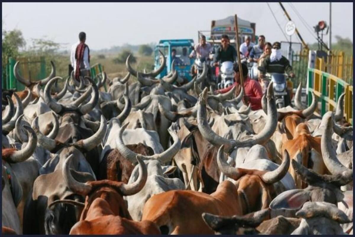 Cows Give More Milk If Lord Krishna S Tune Played On Flute Claims Bjp S Assam Mla India Com cows give more milk if lord krishna s