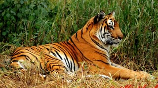 Project Tiger: Everything You Need to Know About This Initiative