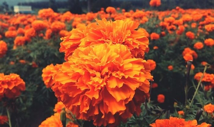Marigold flowers, Gundlupet