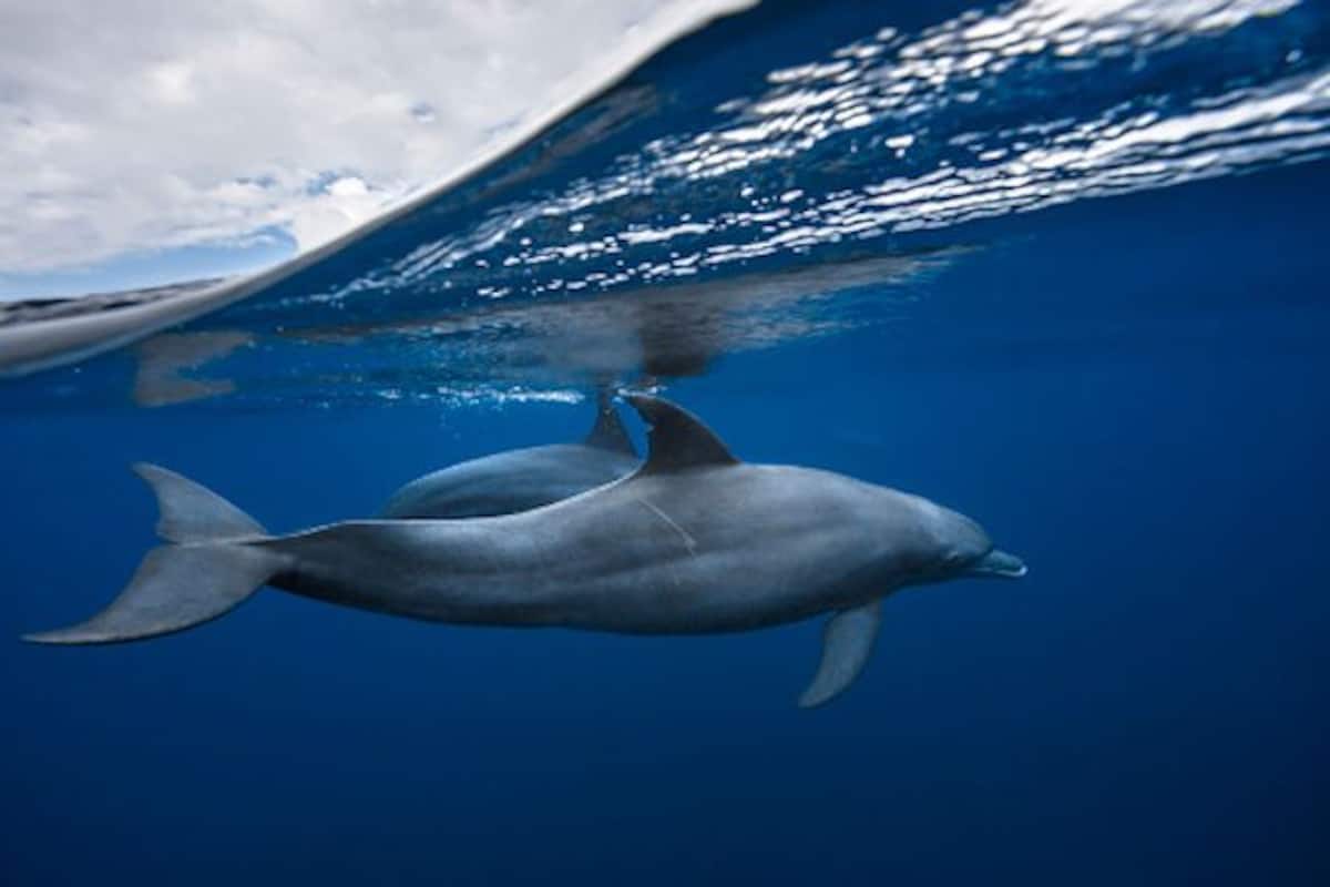 Travel Articles | Travel Blogs | Travel News & Information | Travel Guide | Research Centre in Patna to Save India's National Aquatic Animal is Opening Soon Travel Articles | Travel Blogs | Travel News & Information | Travel Guide | Research Centre in Patna to Save India's National Aquatic Animal is Opening Soon