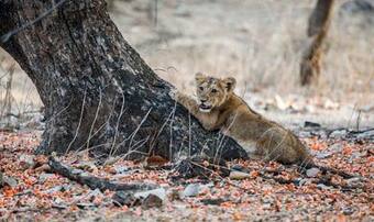 5 Must Visit National Parks And Wildlife Sanctuaries in Gujarat 5 Must Visit National Parks And Wildlife Sanctuaries in Gujarat