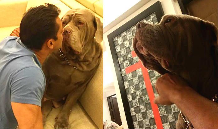 salman khan dog breed