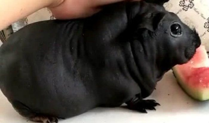A Man in China Brings a Strange Looking Animal Home Thinking It’s a Dog. People on Internet Tell Hims Who it Really is A Man in China Brings a Strange Looking Animal Home Thinking It’s a Dog. People on Internet Tell Hims Who it Really is