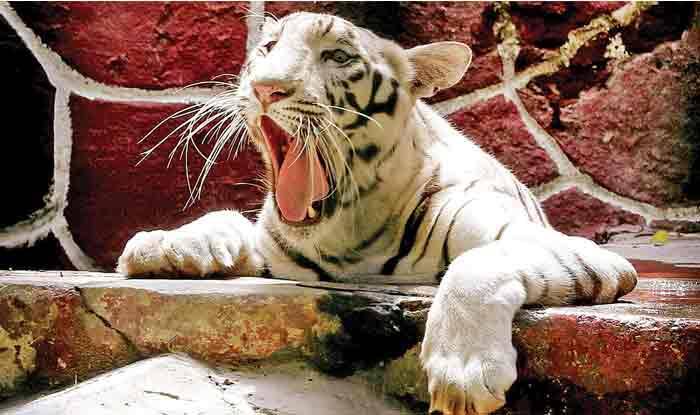 Maharashtra Man Eater Tigress Avni Killed In Yavatmal District Forest 