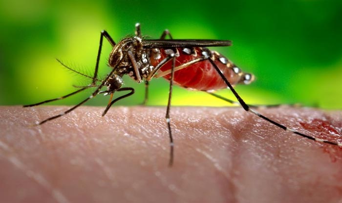Rajasthan: Five New Cases of Zika Virus Detected in Jaipur; Total 60