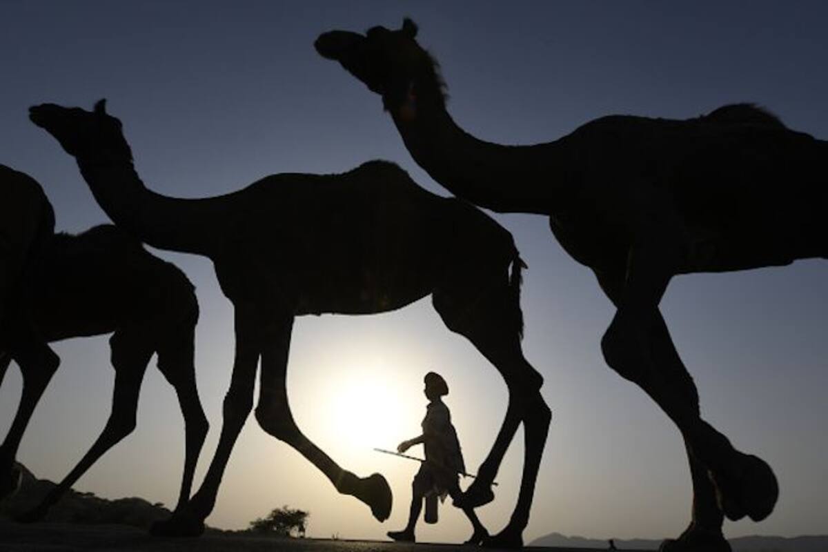 Travel Articles | Travel Blogs | Travel News & Information | Travel Guide | Get an Essence of Rajasthani Culture, Visit The Pushkar Fair | Travel Articles | Travel Blogs | Travel News & Information | Travel Guide | Get an Essence of Rajasthani Culture, Visit The Pushkar Fair |