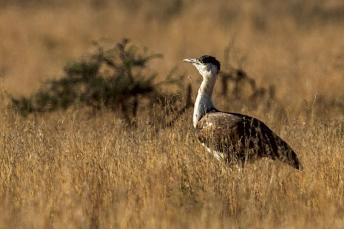 Kutch Bustard Sanctuary is An Ideal Getaway For Nature Enthusiasts | Kutch Bustard Sanctuary is An Ideal Getaway For Nature Enthusiasts |