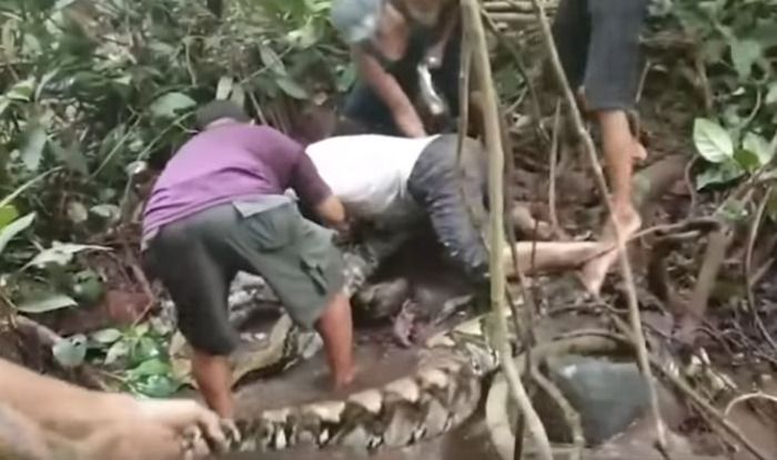 What Would You do if a 27 Feet Long Reticulated Python Wrapped Itself ...