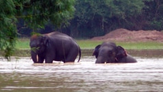 To Observe Elephants in Their Natural Habitat, Head to Chandaka Elephant Sanctuary