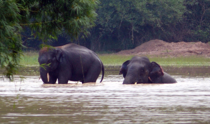 chandaka-elephant-sanctuary-is-odisha-s-premier-wildlife-destination