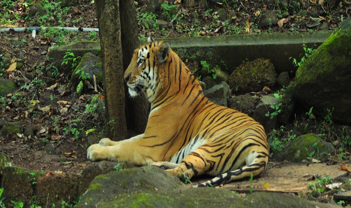 Mhadei Wildlife Sanctuary is One of The Most beautiful Experiences to Have in Goa Mhadei Wildlife Sanctuary is One of The Most beautiful Experiences to Have in Goa