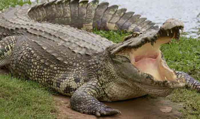 मगरमच्छ की मौत से गांव में पसरा मातम, घर में नहीं जला चूल्हा, ग्रामीण