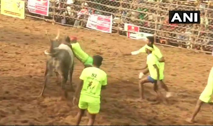 Tamil Nadu: Jallikattu Continues in Madurai; 57 People Injured Till Now