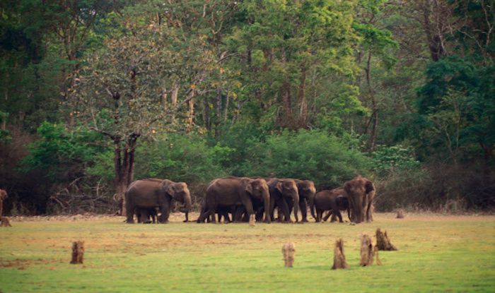 bandipur national park elephant safari