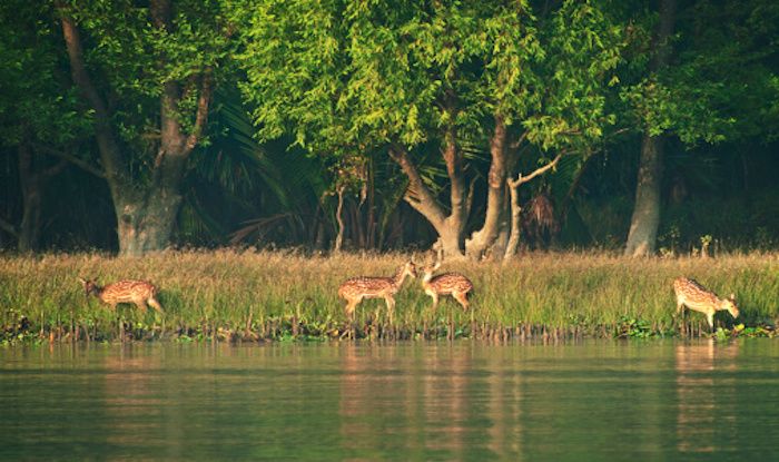 4 Things You Must do When in Sundarbans | India.com