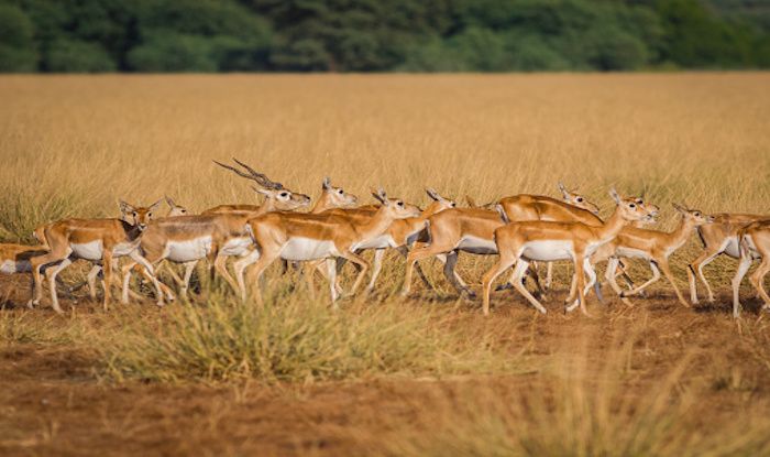 Tal Chhapar Sanctuary: A Wildlife Getaway From Jaipur | India.com
