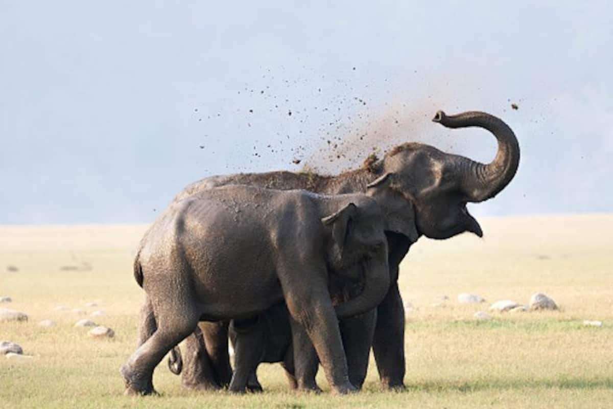 3 Types Of Safaris To Try In Jim Corbett National Park India Com 3 Types Of Safaris To Try In Jim Corbett National Park India Com