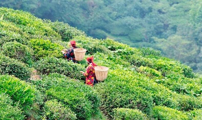 5 Must Visit Tea Estates in Darjeeling | India.com