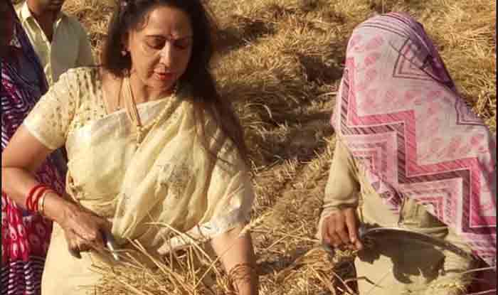 हेमा मालिनी ने खेतों में काटी फसल, सोशल मीडिया पर तस्वीरें वायरल