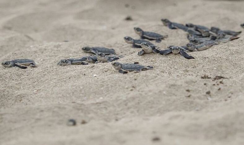 Why Hope Island Off Kakinada is Being Turned Into An Eco-Hotspot ...