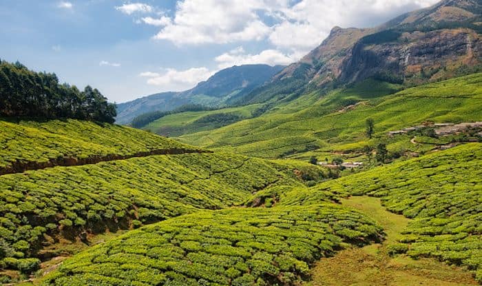 Kolukkumalai: The Highest Tea Plantation in The World | India.com