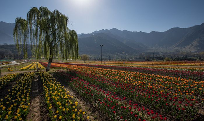 Visit Kashmir in April When The Tulip Gardens Are in Full Bloom | India.com